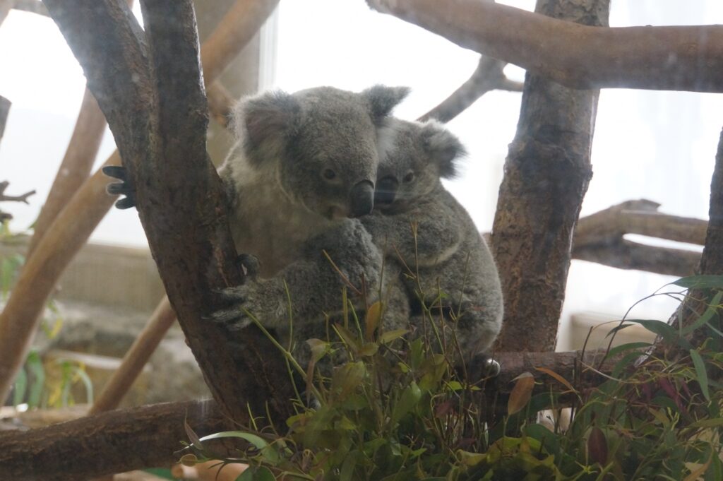 神奈川県横浜市の金沢動物園のコアラ展示