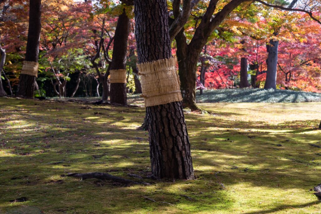 庭園の紅葉