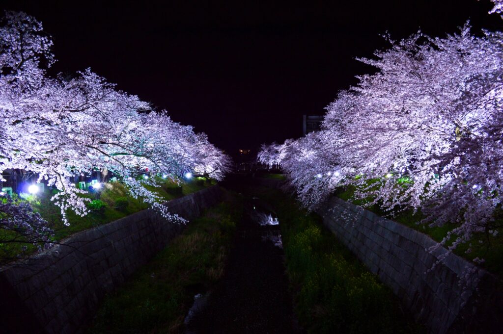 愛知県名古屋市の山崎川桜まつりの夜景