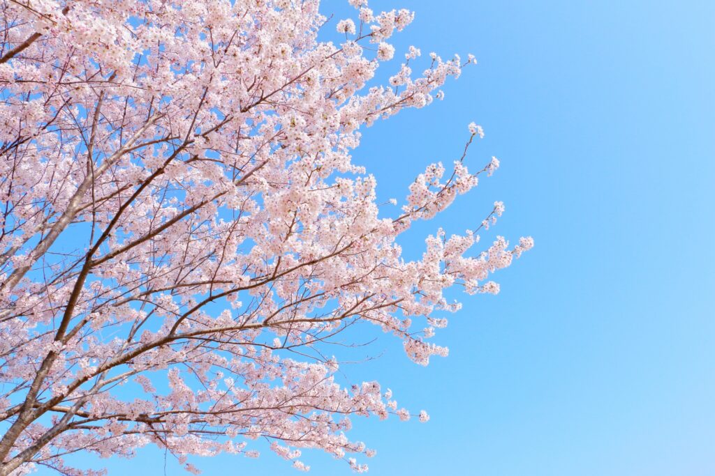 青空と玉出西公園の桜