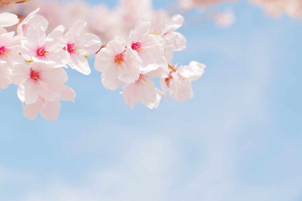 安城市の桜
