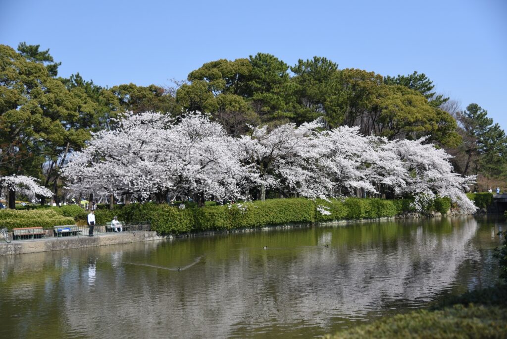 愛知県名古屋市の大江川の桜並木