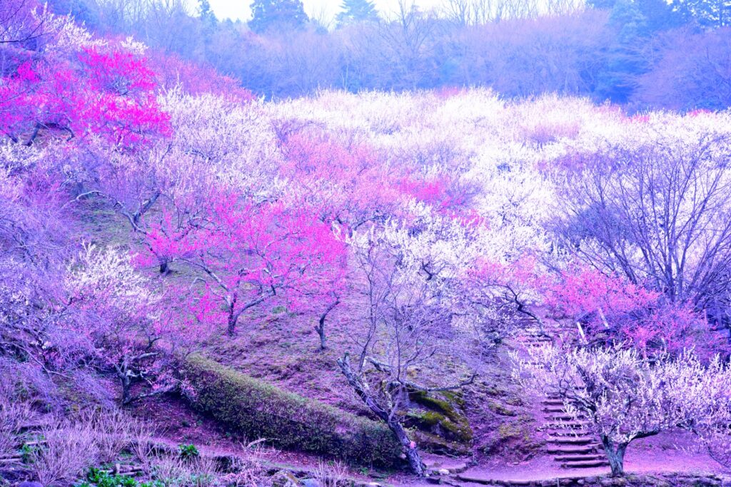 愛知県名古屋市天白区の梅の木々
