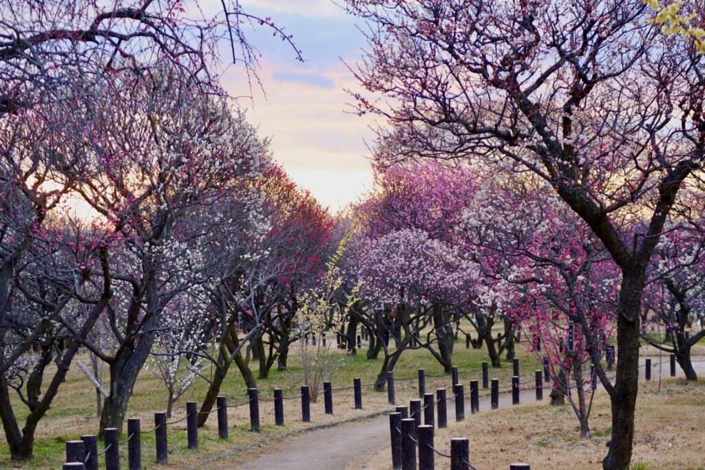 堺市南区の荒山公園