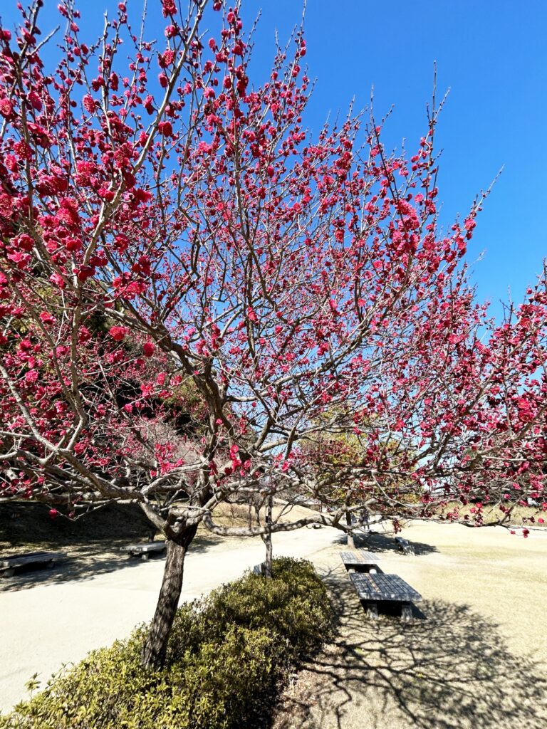 愛知県小牧市の小牧山公園