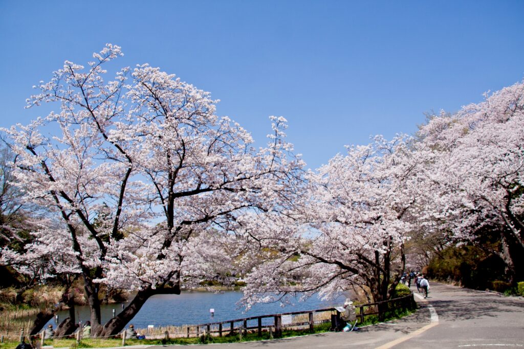 神奈川県横浜市鶴見区の三ッ池公園の桜並木