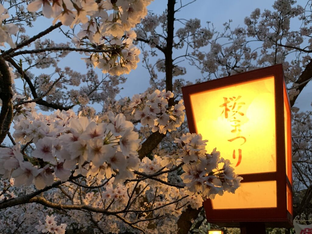 安城市の夜桜