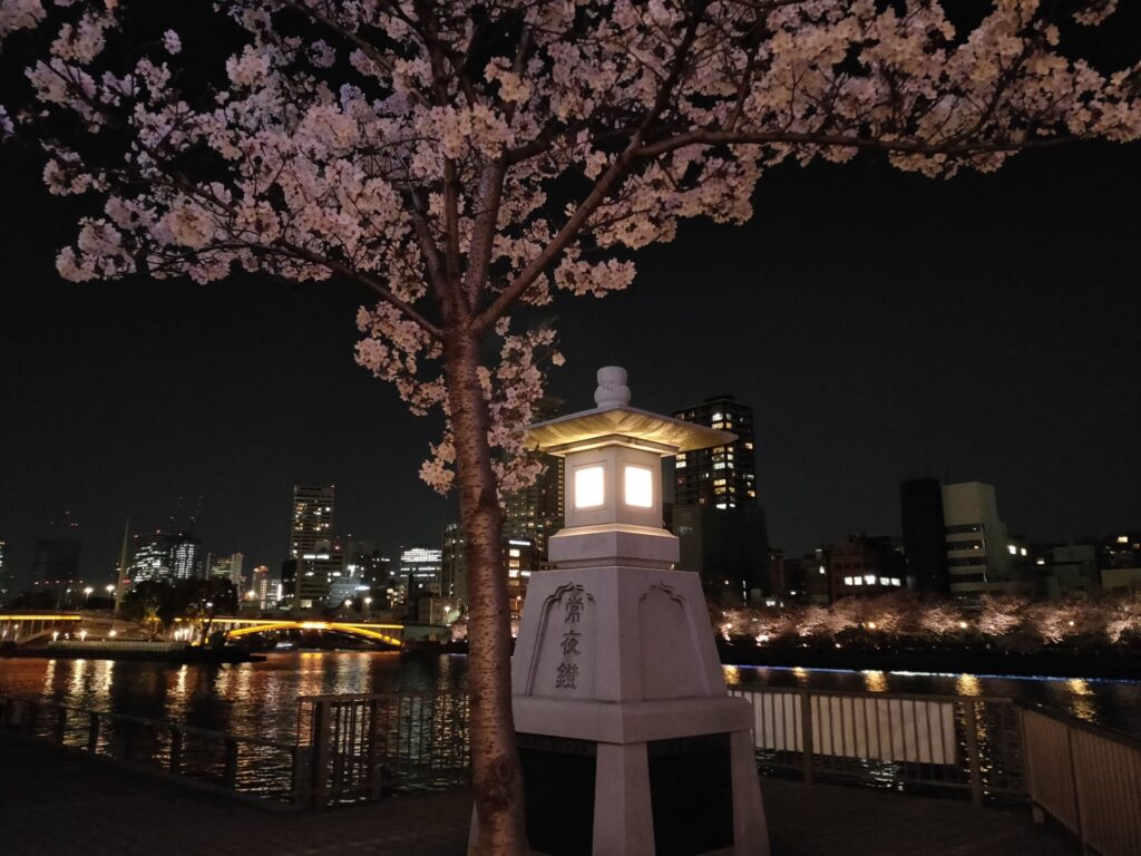 大阪市都島区の大川沿い夜桜
