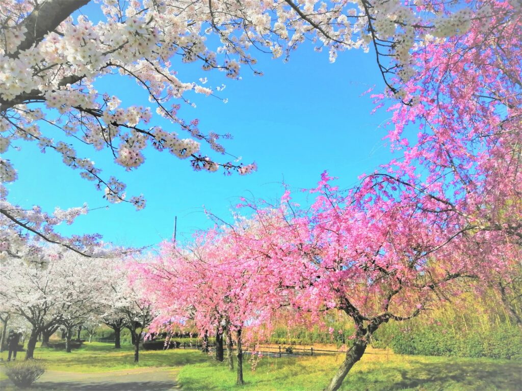 三重県鈴鹿市の桜
