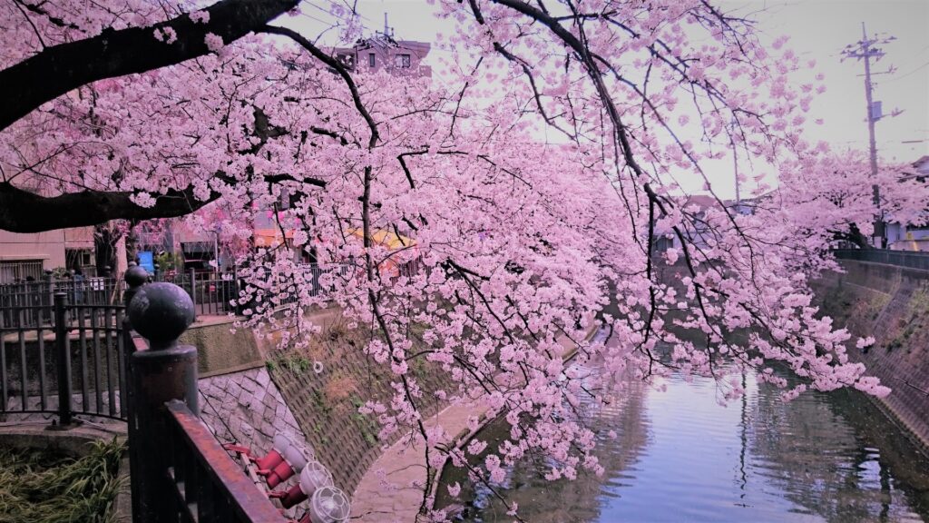 神奈川県横浜市南区の満開の桜