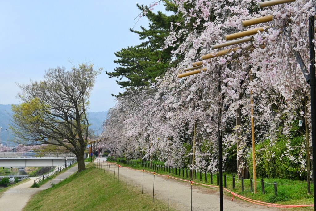 京都府京都市北区の賀茂川沿い 京都府京都市北区の賀茂川沿い