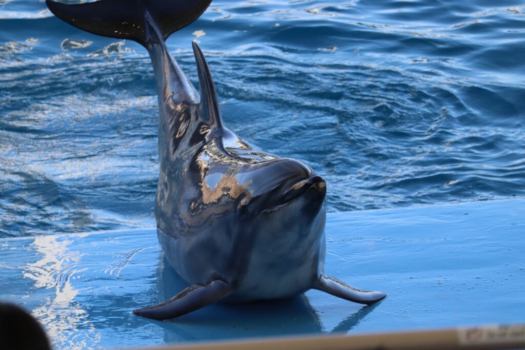 愛知県名古屋市の名古屋港水族館とイルカショー