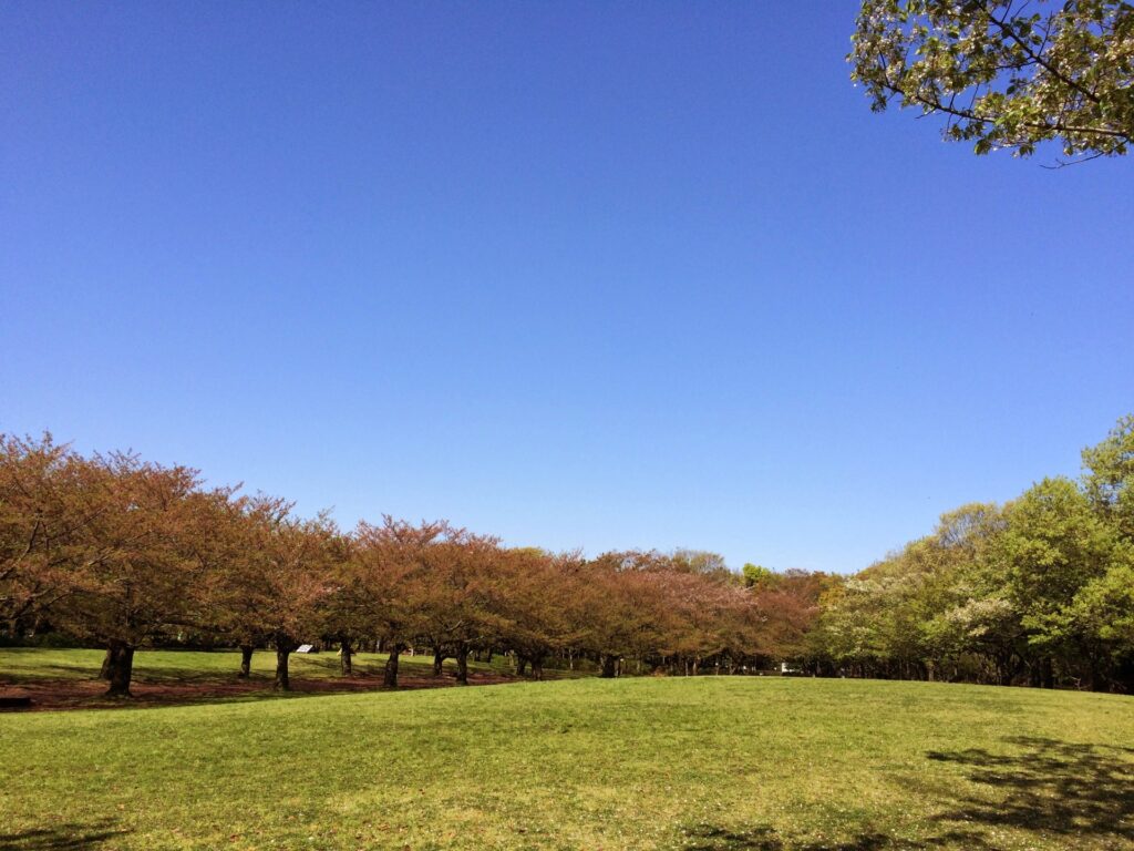 品川区の大井ふ頭中央海浜公園の芝生エリア