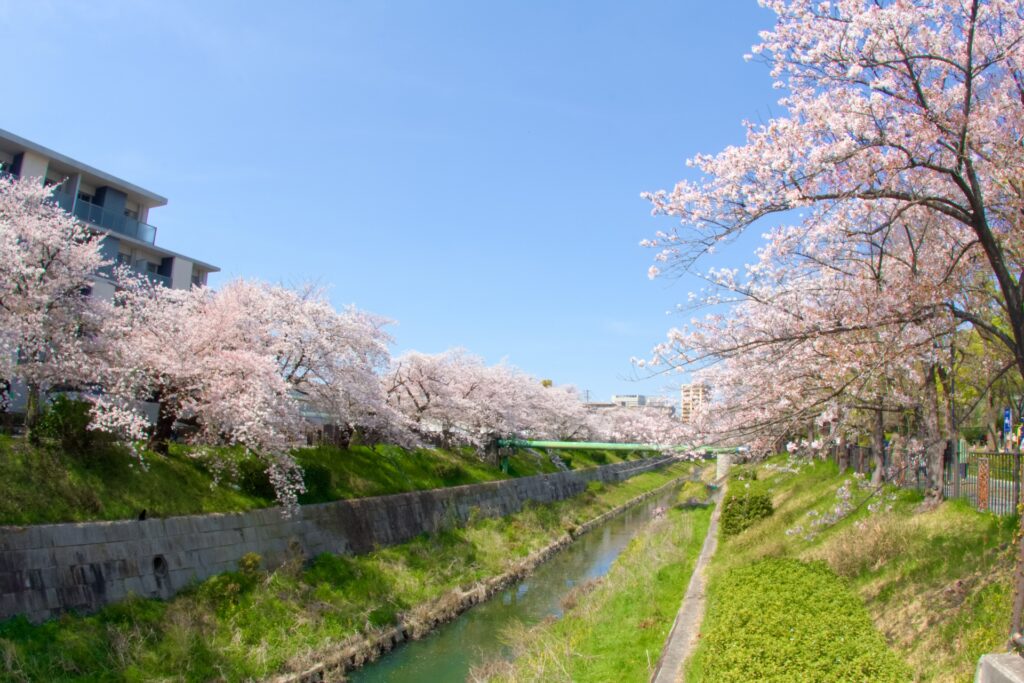 愛知県名古屋市瑞穂区の山崎川の桜