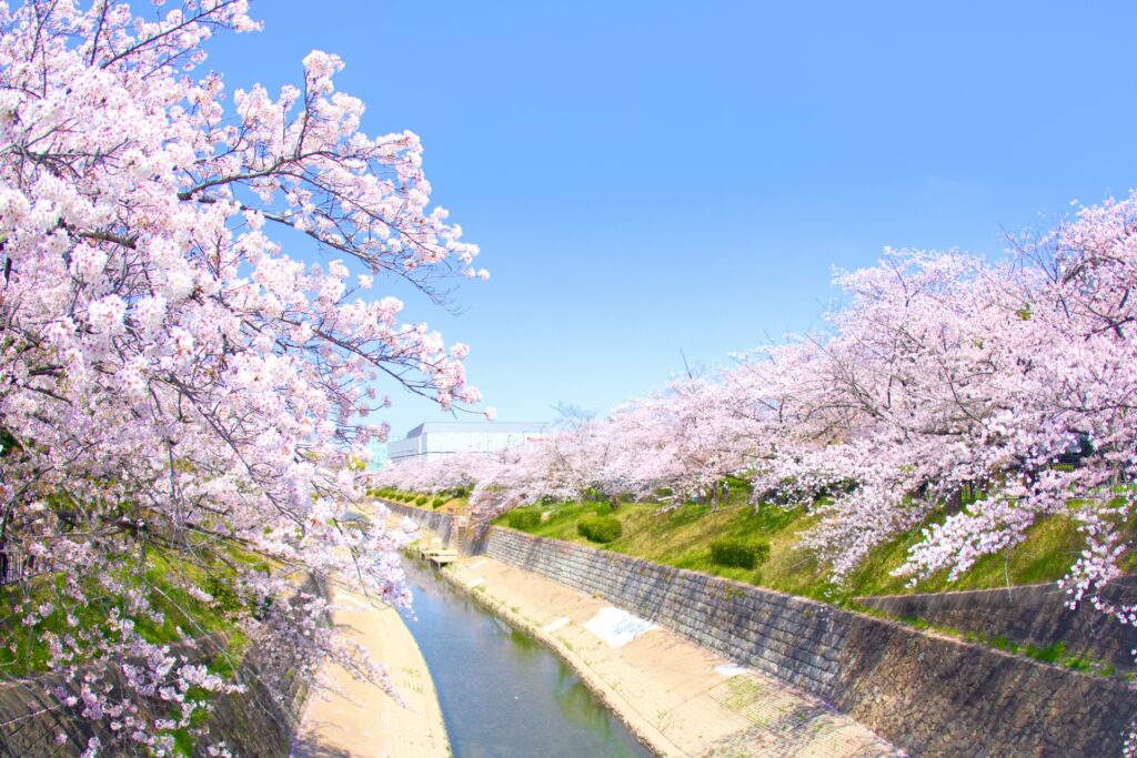 愛知県名古屋市の山崎川と桜並木