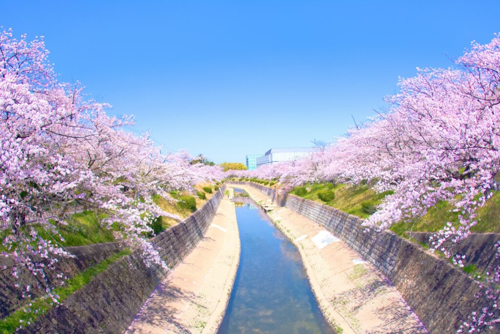 愛知県名古屋市の山崎川の桜並木と遊歩道