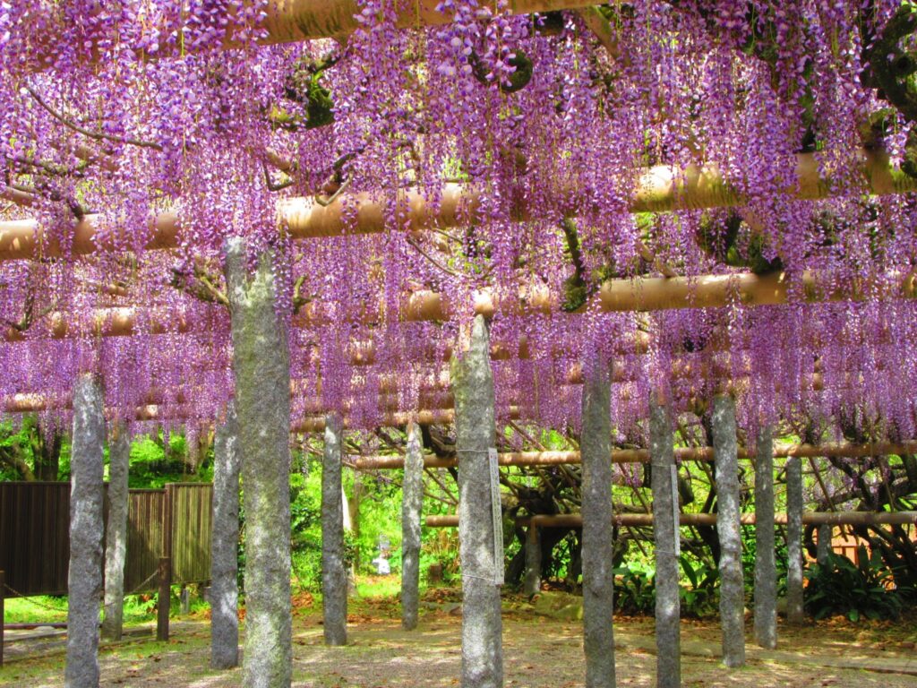 筑紫野市の藤棚