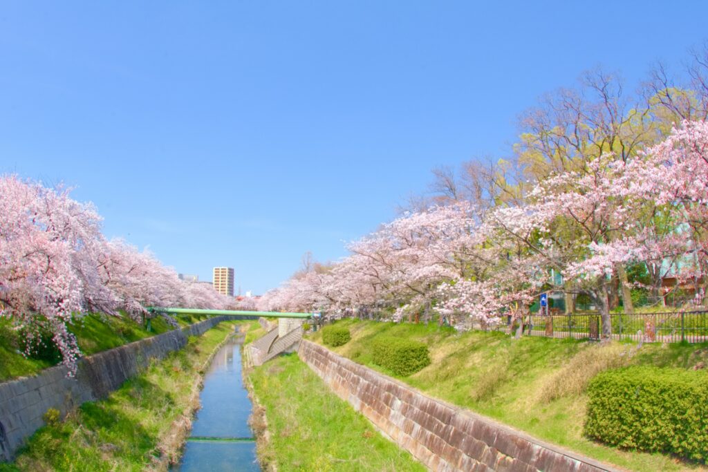 愛知県名古屋市の山崎川の桜並木