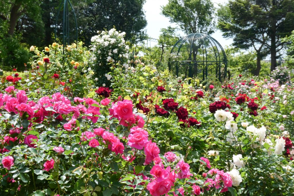 神奈川県横浜市保土ヶ谷区の横浜市こども植物園のバラ