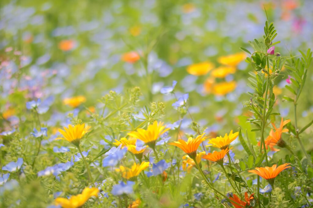 愛知県名古屋市の名古屋港ワイルドフラワーガーデン ブルーボネットの花畑