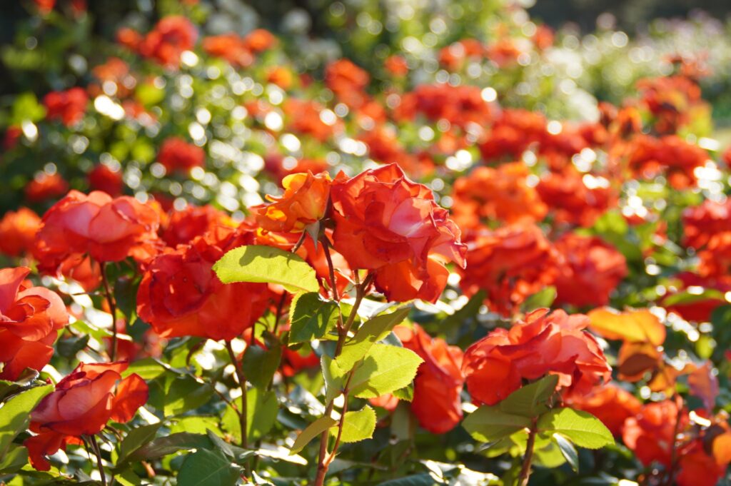 東灘区のバラ園
