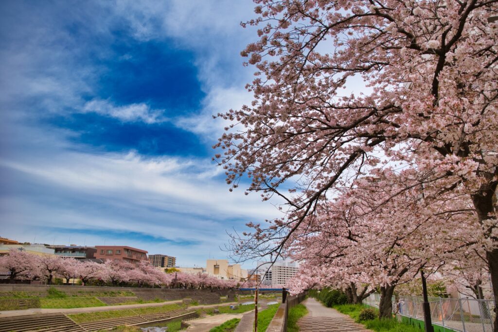 神奈川県横浜市の柏尾川沿いの桜並木と戸塚の街並み