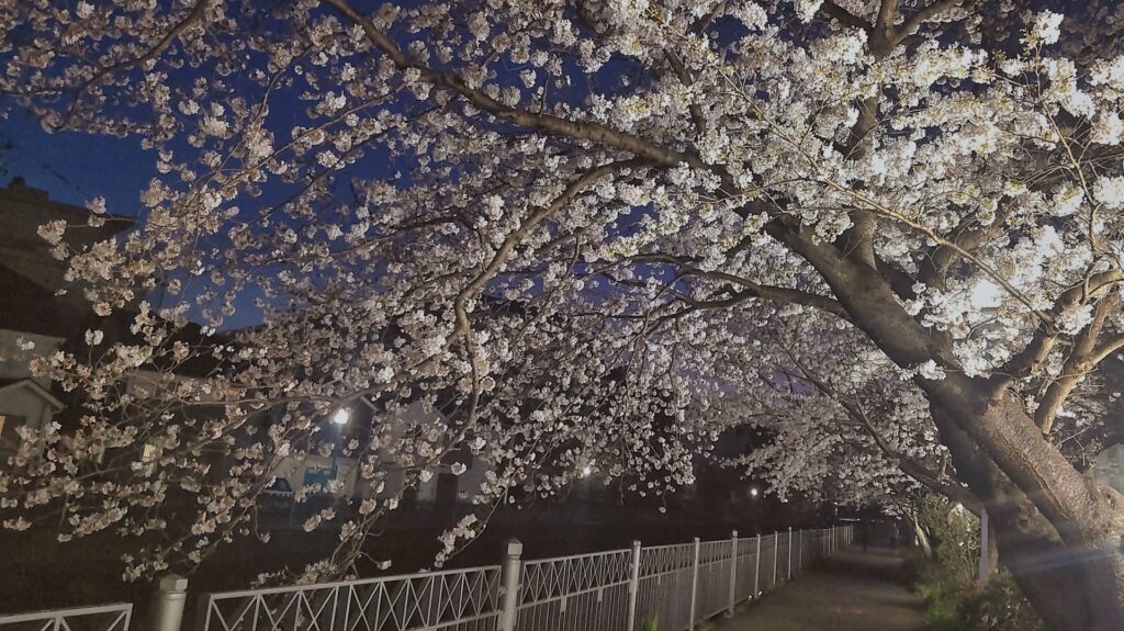 横浜市栄区のいたち川沿いの桜並木