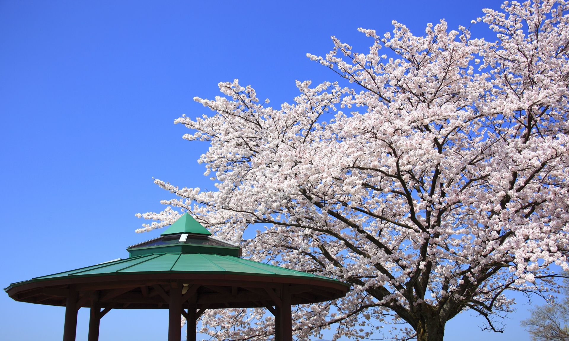 福井市坂井市の桜