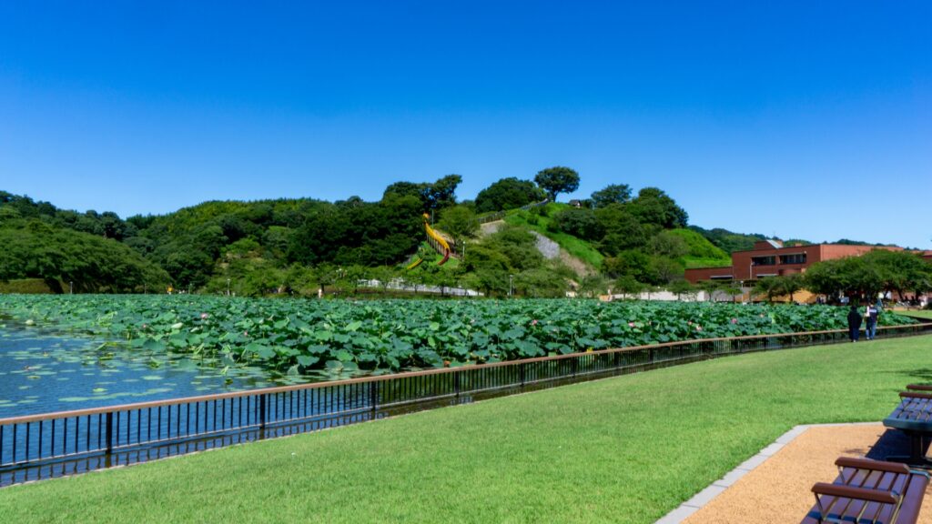蓮華寺池公園の風景