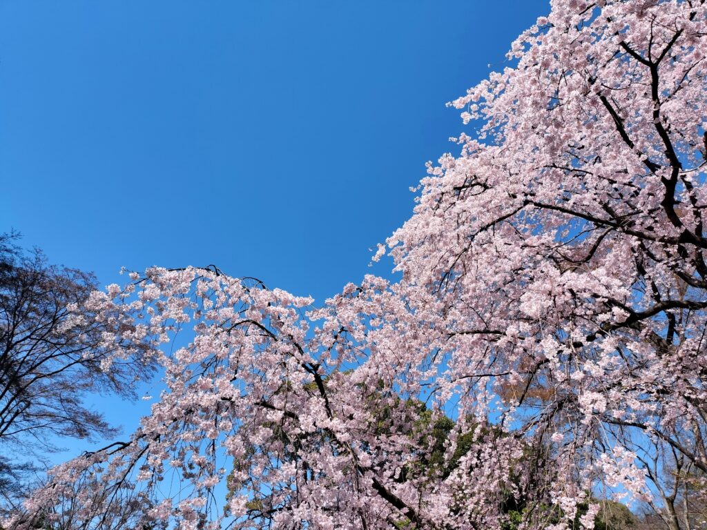 文京区の六義園のしだれ桜 