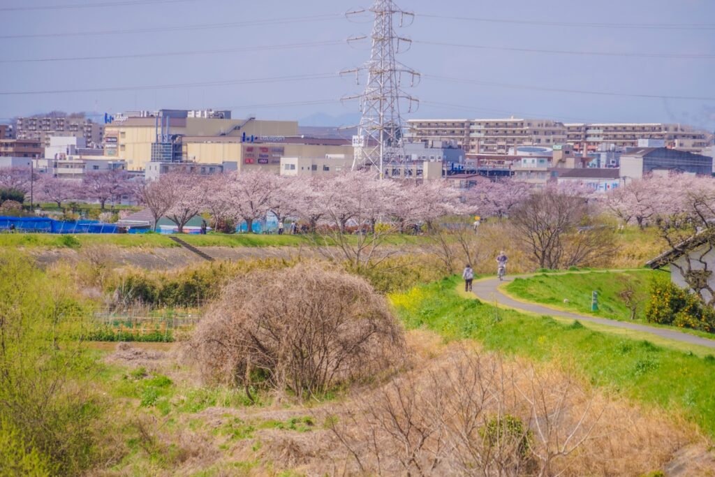神奈川県横浜市の鶴見川沿いの桜並木