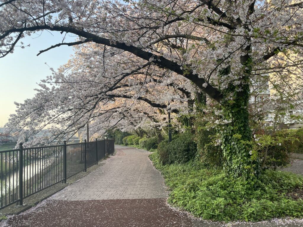 神奈川県横浜市の柏尾川の桜並木