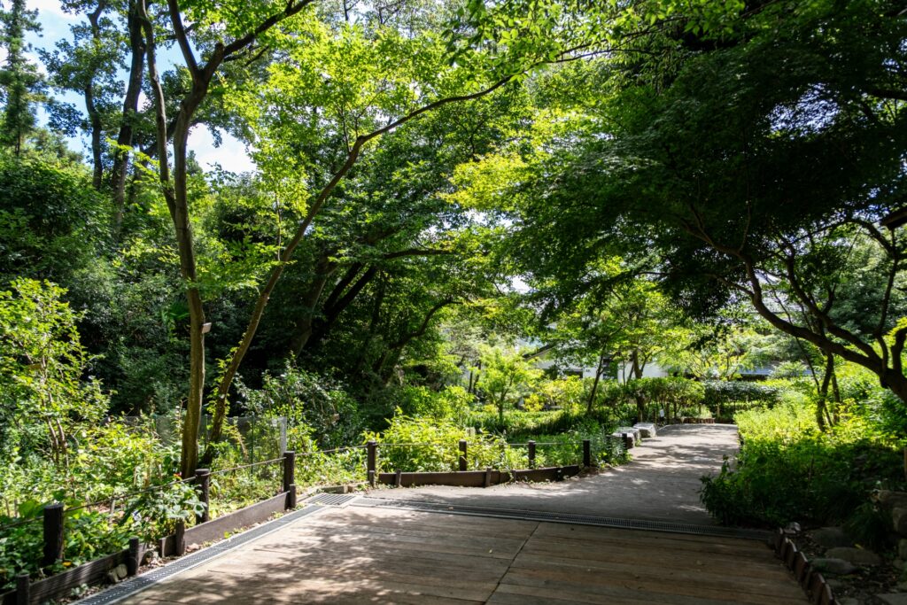横浜市泉区の天王森泉公園の遊歩道