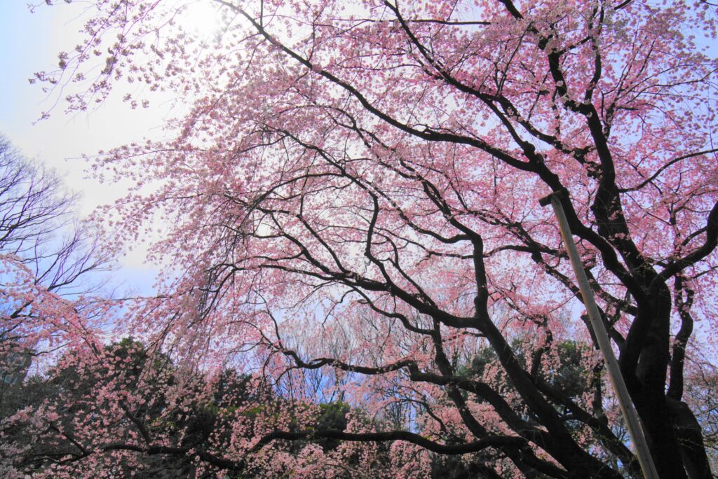 新宿区の新宿御苑の桜並木