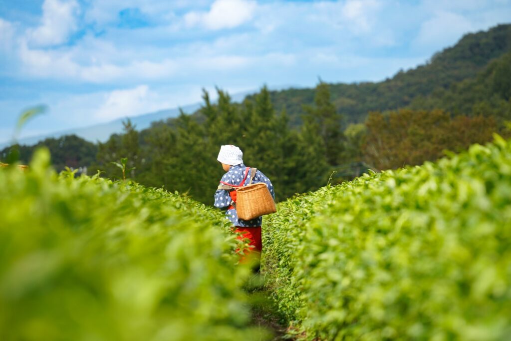 静岡県掛川市の茶摘みをする女性