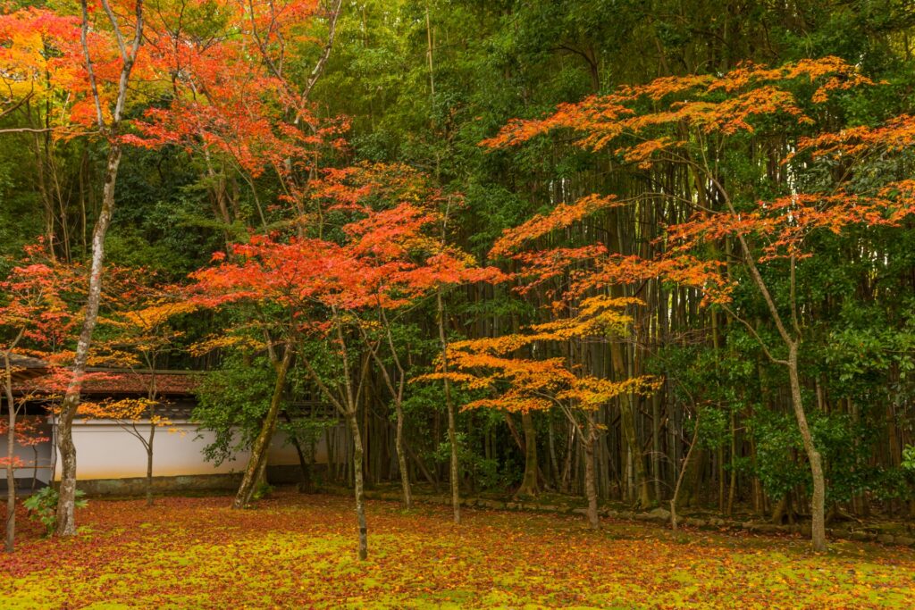 京都市北区の大徳寺