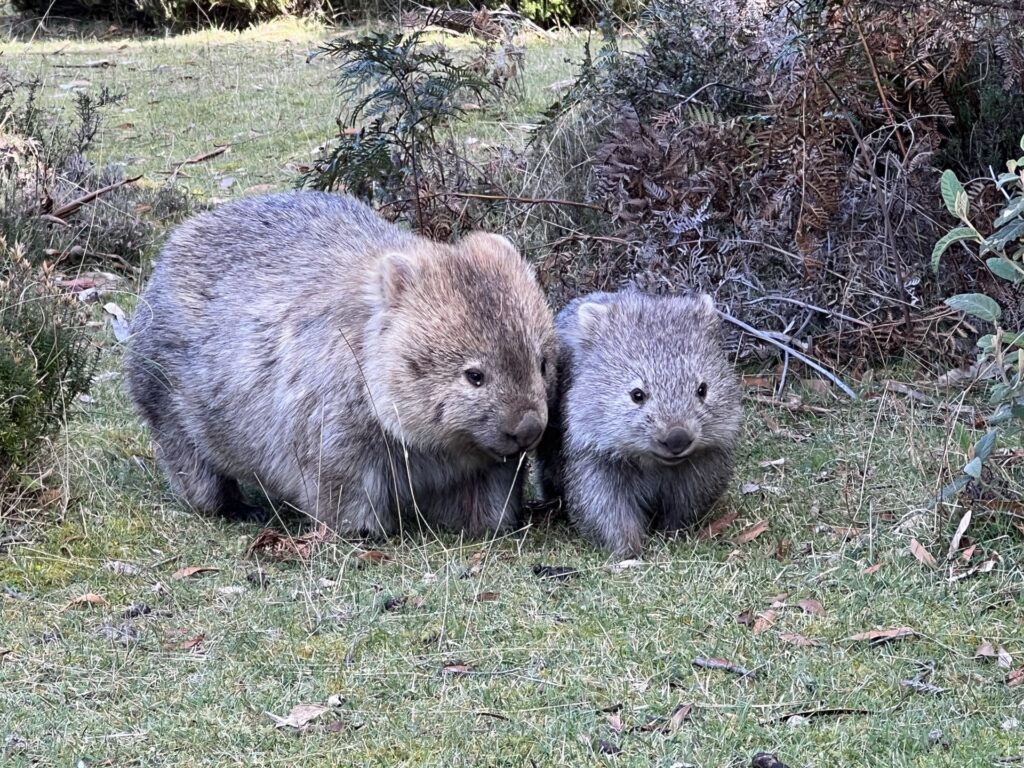 池田市のウォンバット