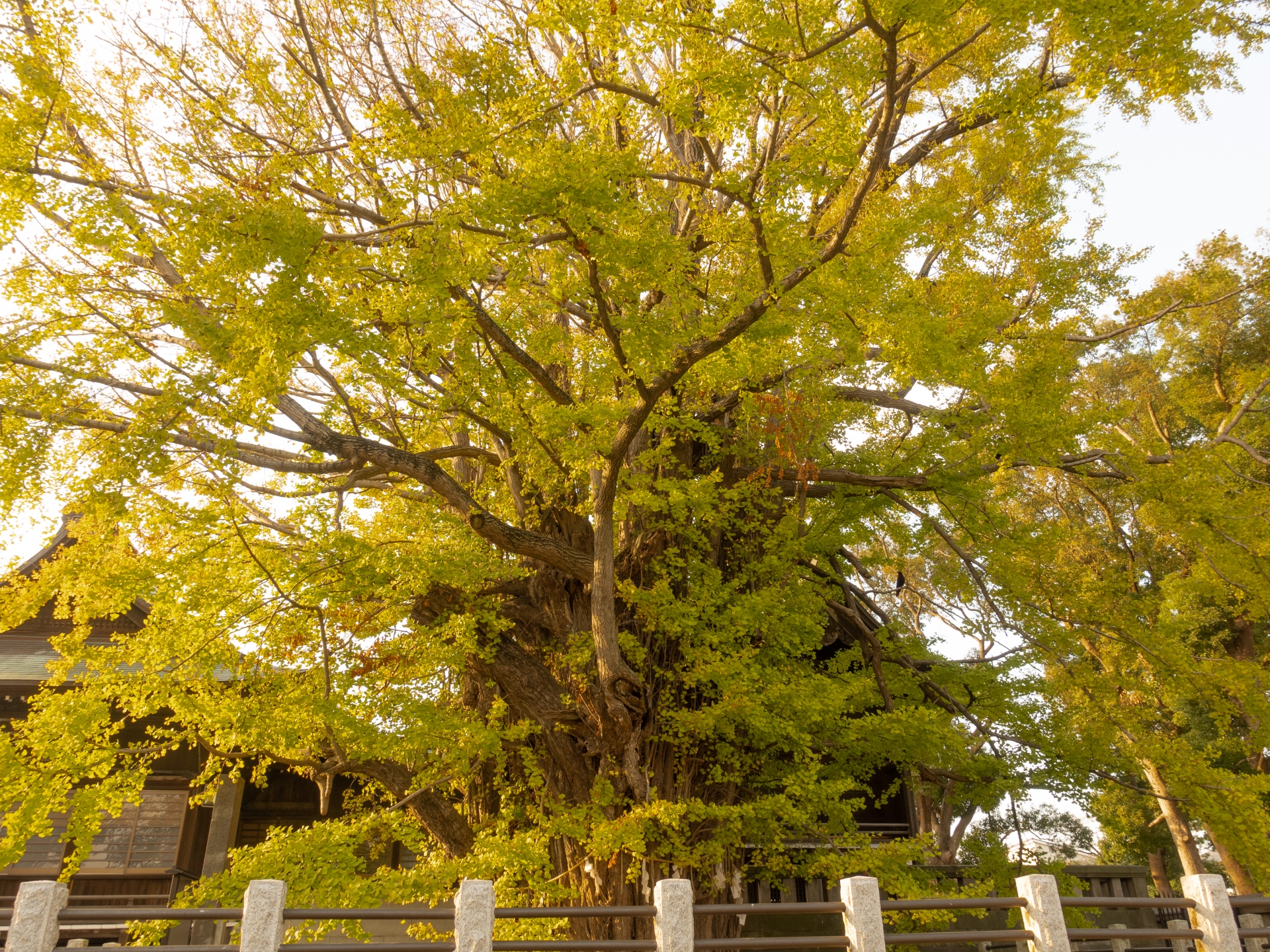 千葉県市川市で江戸情緒と自然を歩く街旅｜市川真間・葛飾八幡宮・大町公園