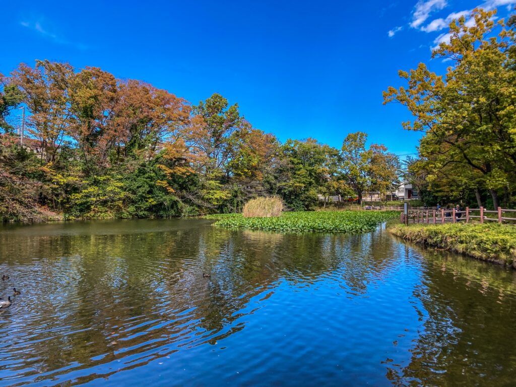 神奈川県横浜市の菊名池公園の池と景観