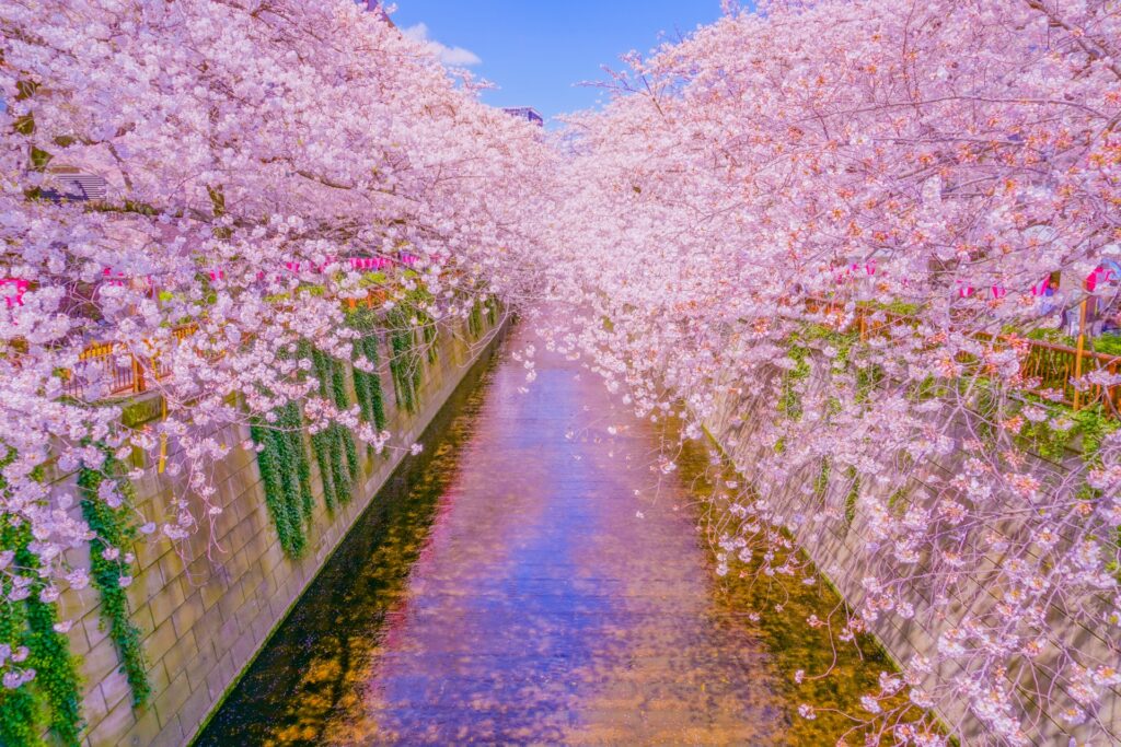 目黒区の目黒川沿いの桜並木 