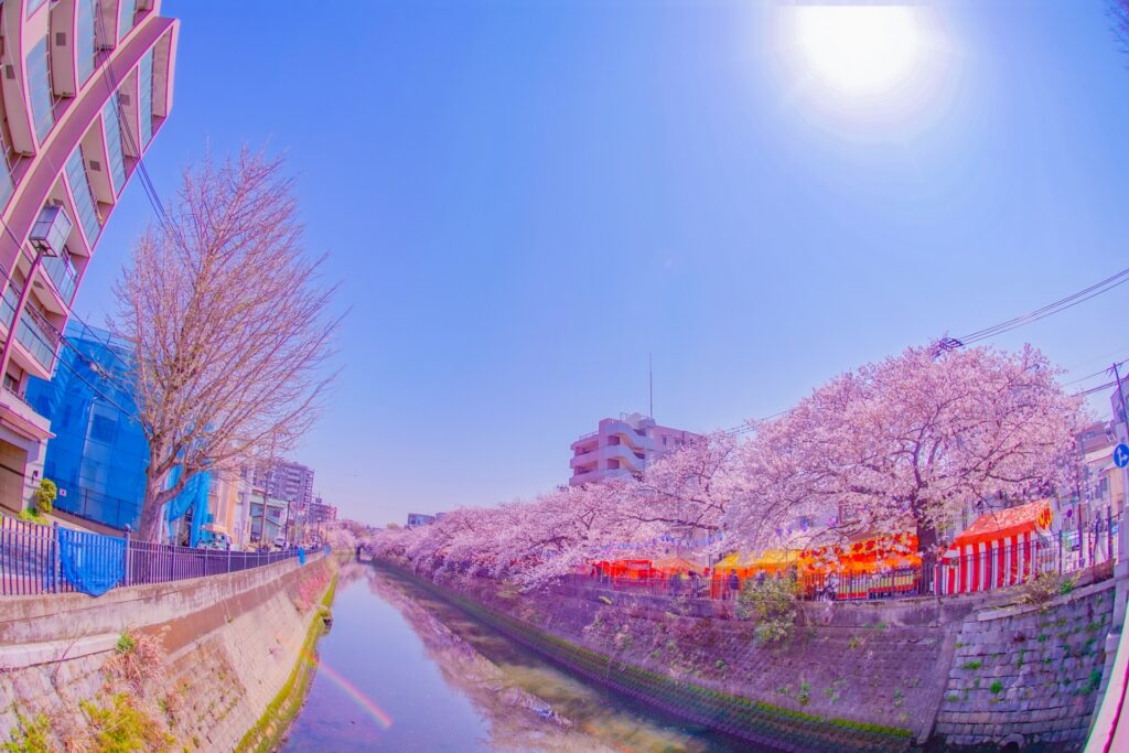 大岡川沿いの満開の桜と街並み 神奈川県横浜市の大岡川沿いの満開の桜と街並み