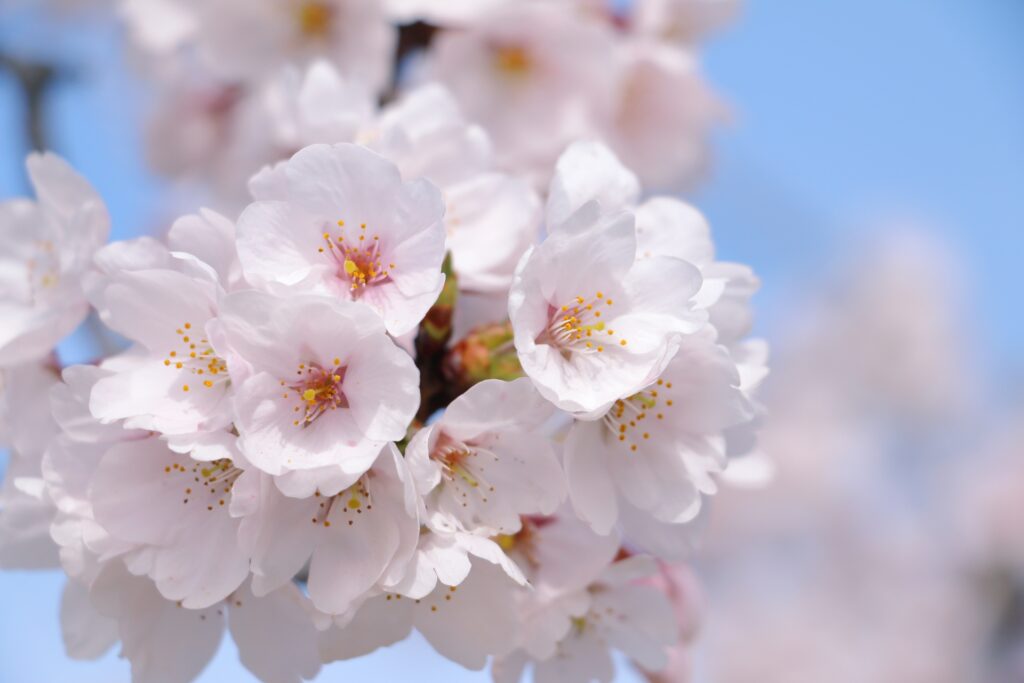 横浜市泉区の中田中央公園の桜並木