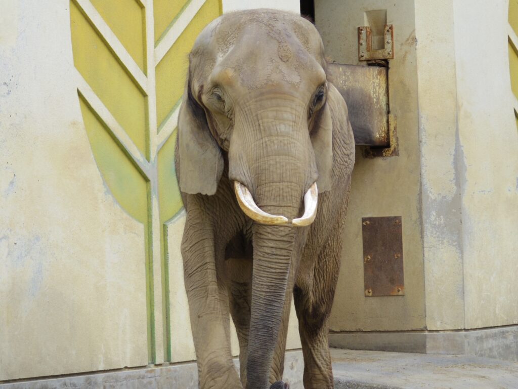 熊本市東区の動物園