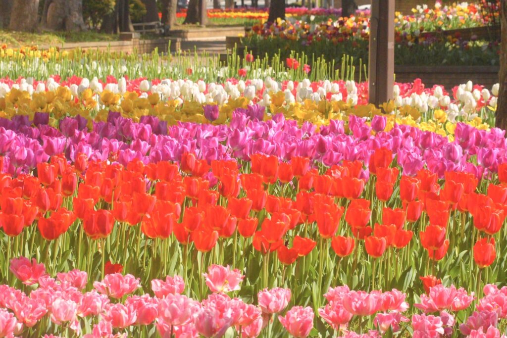 神奈川県横浜市中区の横浜公園