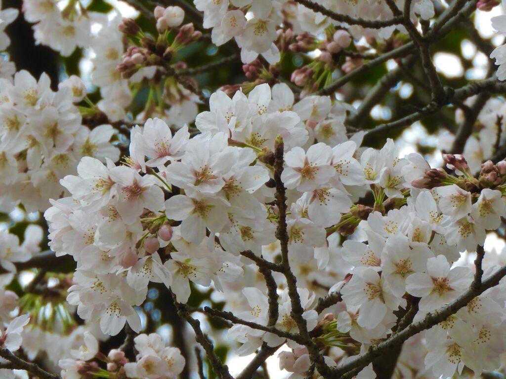 相模原市中央区の横山公園の桜