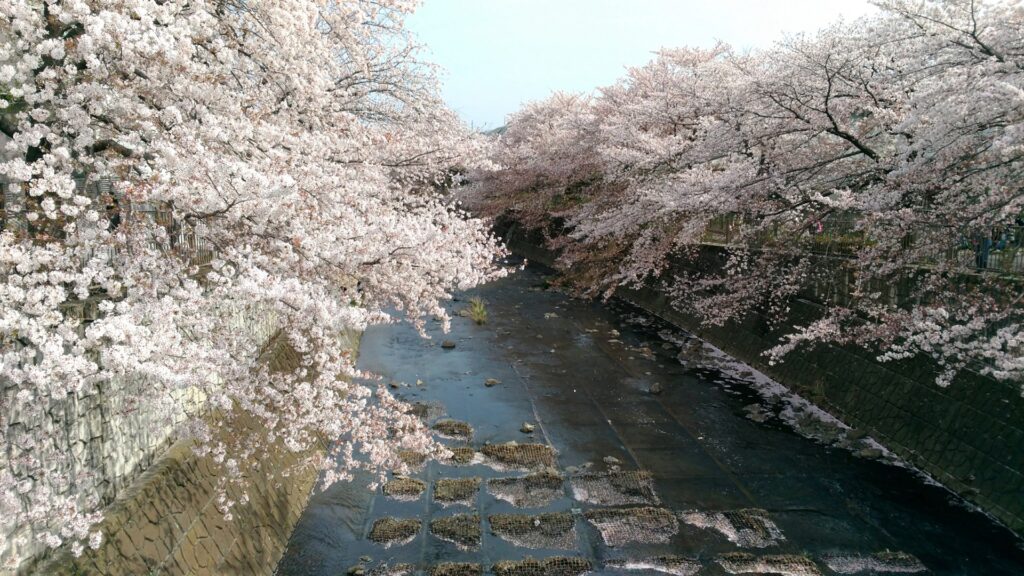 神奈川県横浜市青葉区の恩田川沿いの桜