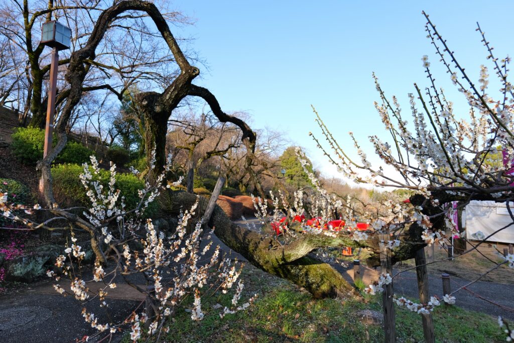神奈川県横浜市の大倉山公園の梅林と記念館