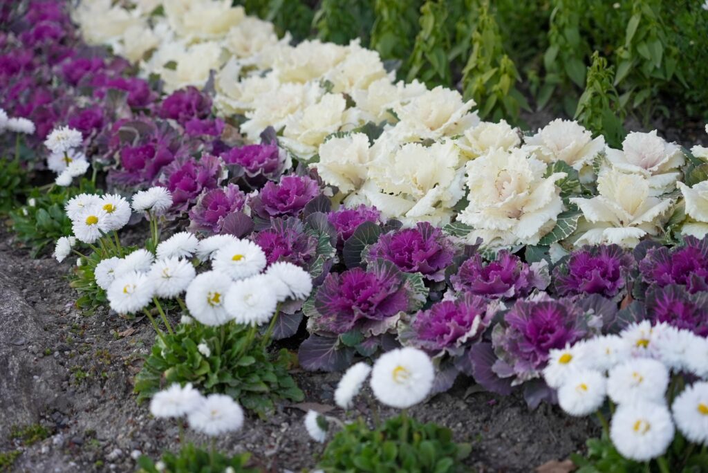 愛知県名古屋市の戸田川緑地の花畑