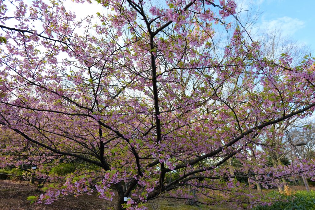 横浜市都筑区の茅ヶ崎公園の桜