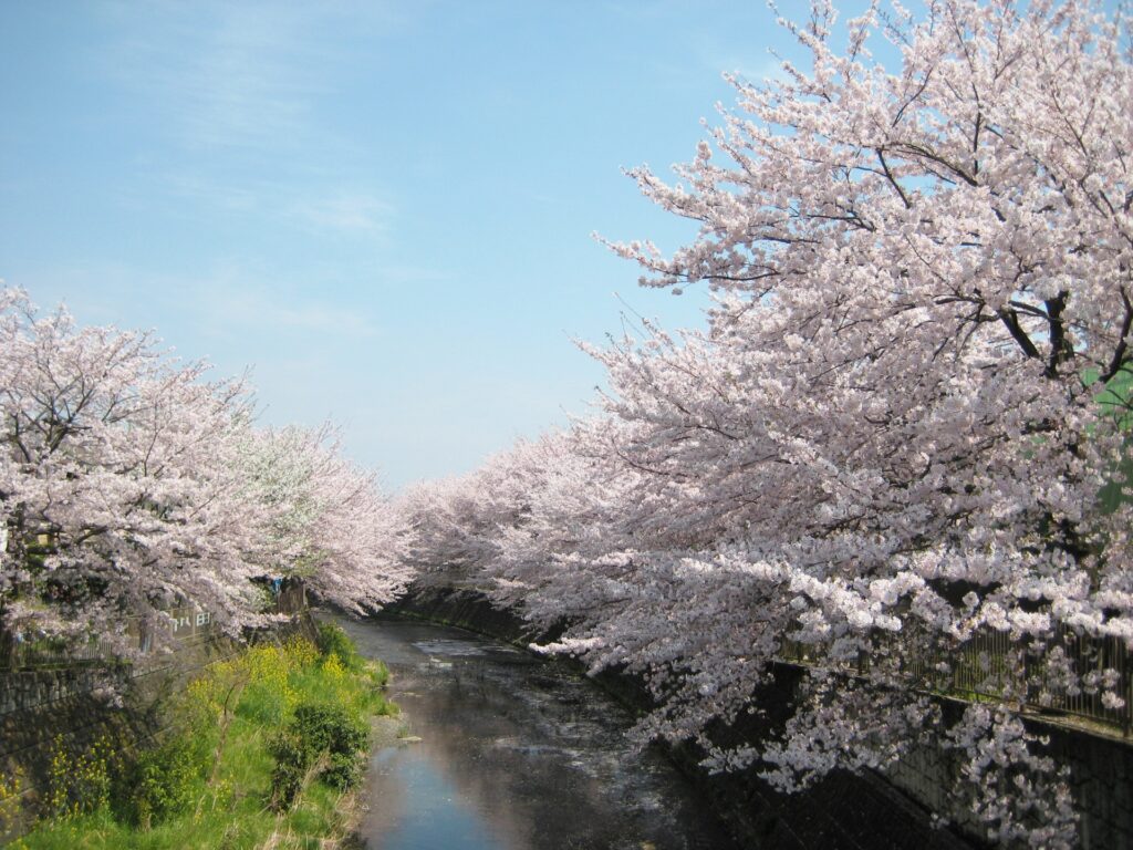 横浜市緑区の恩田川沿いの桜並木